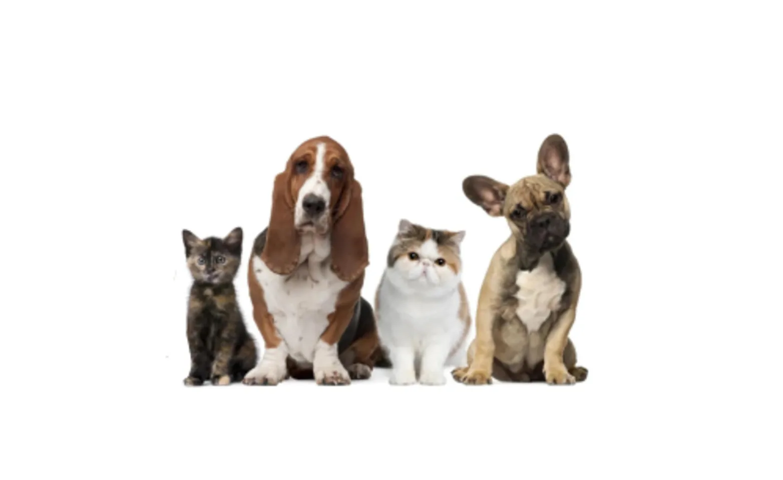 Cats & Dogs Sitting with a White Resized